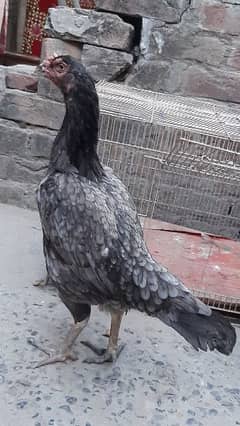 saleti madi breeder for sale pure aseel guaranteeded