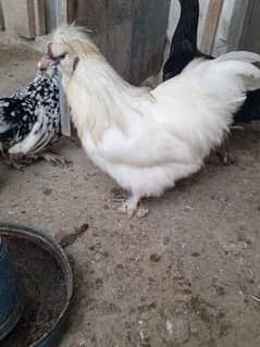 male silki for sale