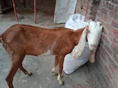 Desi bakri sale 0