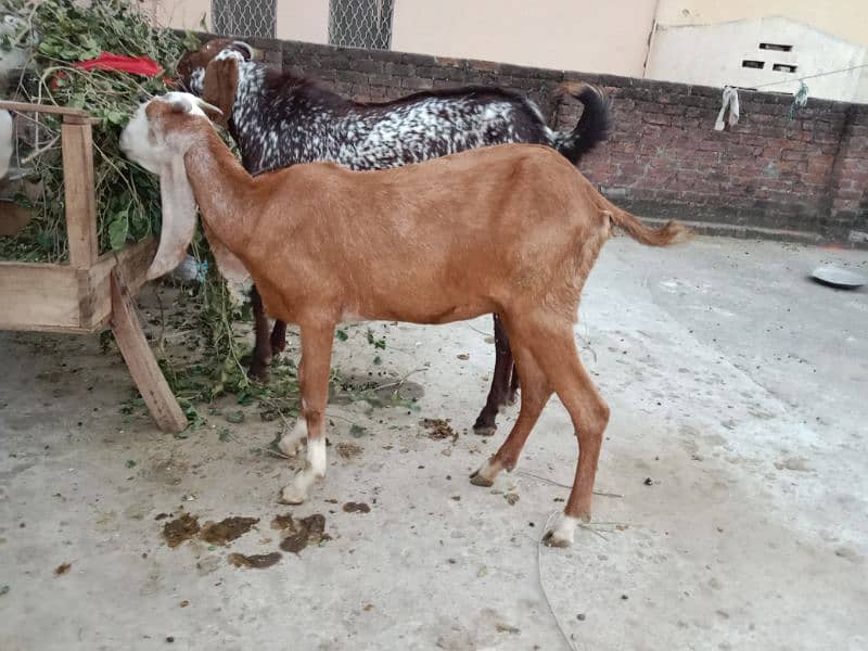 Desi bakri sale 1