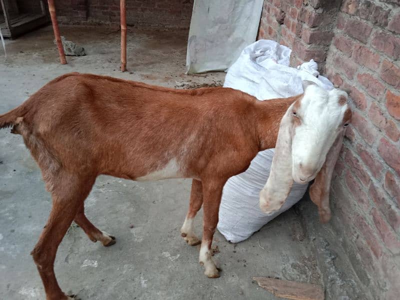 Desi bakri sale 2