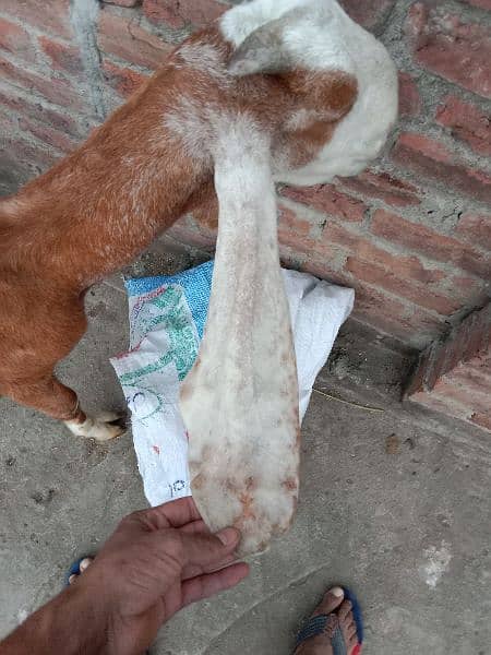 Desi bakri sale 3