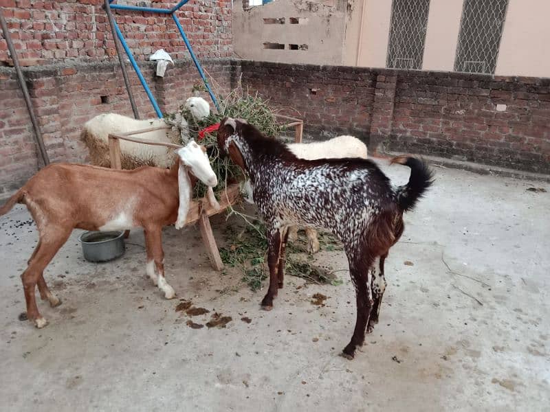 Desi bakri sale 5