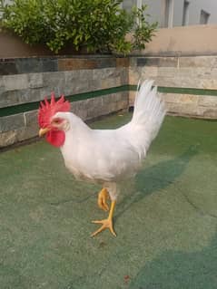 1 White Murga with 2ft Cage urgently sale