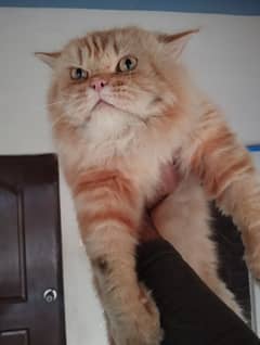 Male stud cat for sale heavy bone structure(0342/82/20/705)