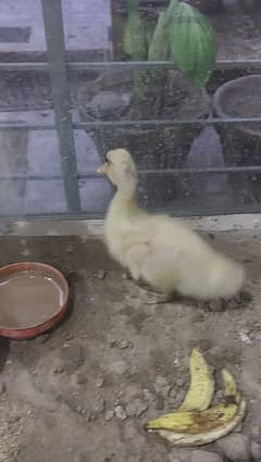 duckling + hen Chick . . . Both in 700 0