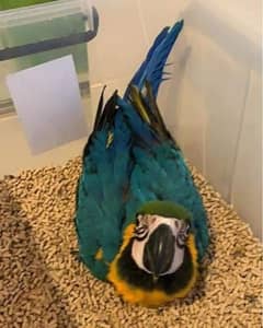 Blue macaw parrot chiks for sale (0331#4489#359)