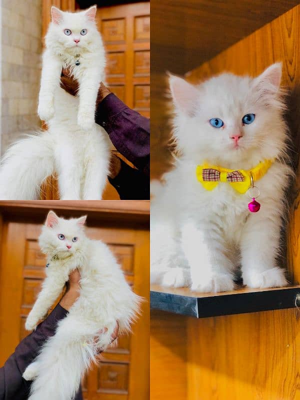 Persian cat and kitten 2