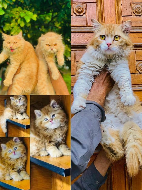 Persian cat and kitten 8