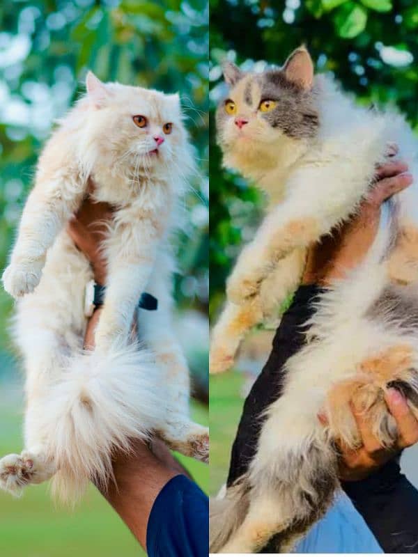 Persian cat and kitten 12