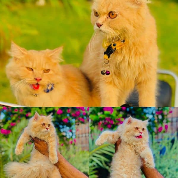 Persian cat and kitten 19