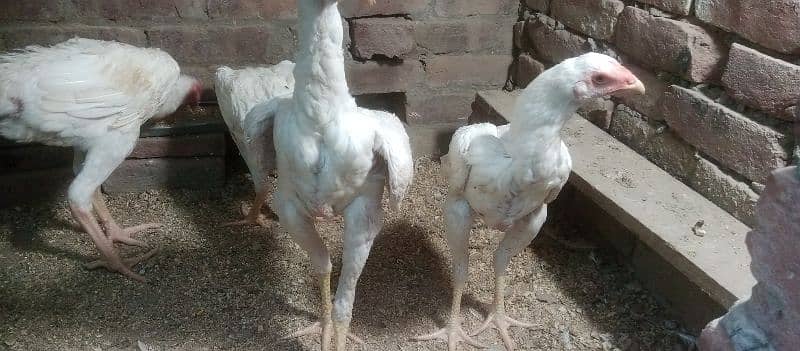 German white shomo pairs Price 8