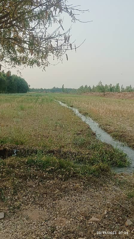 80 kanal agricultural land for sale khushab mozia bijar 1