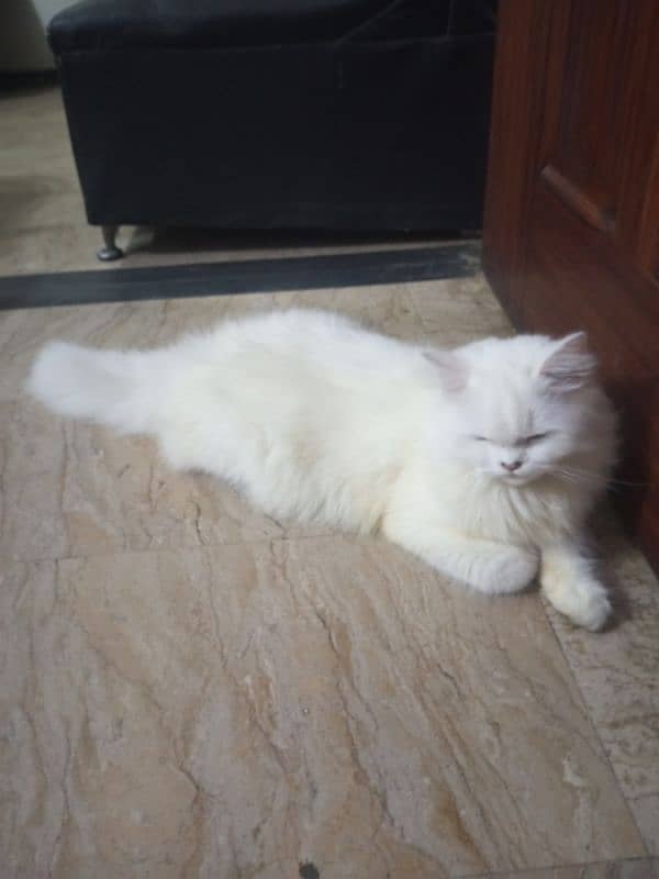 Persian cats 5