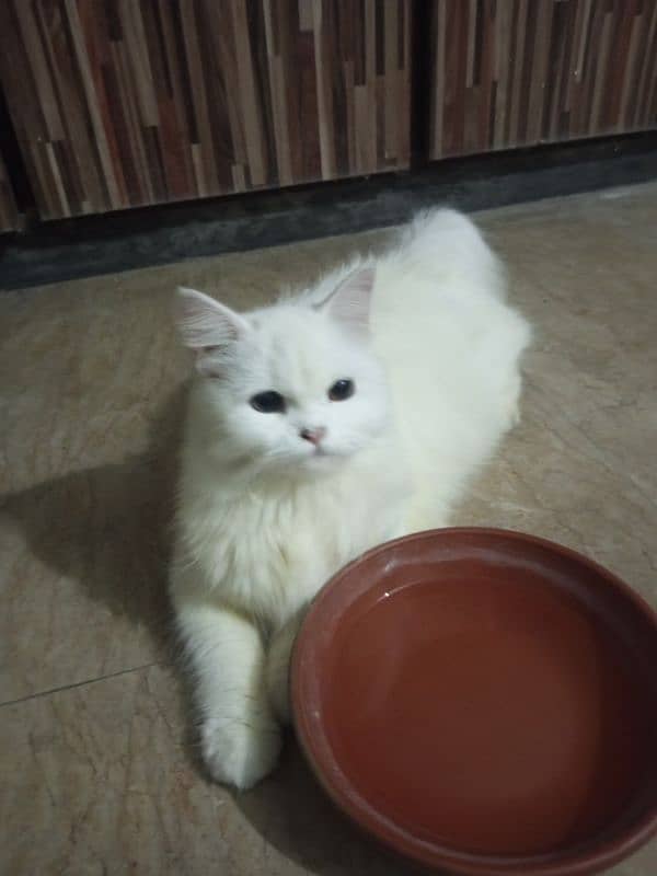 Persian cats 9