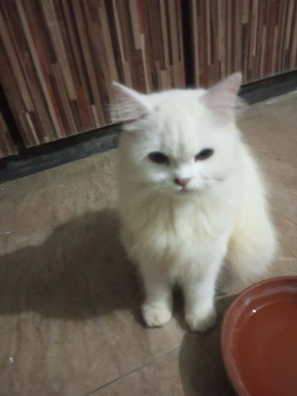 Persian cats 10