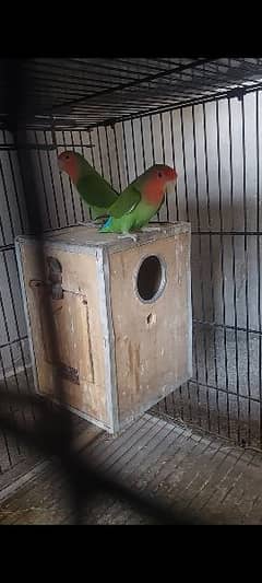 Love Bird for sale