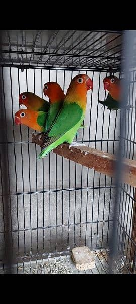 Love Bird for sale 1