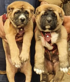 Kurdish Kangal pair full security dogs havey bone for sale