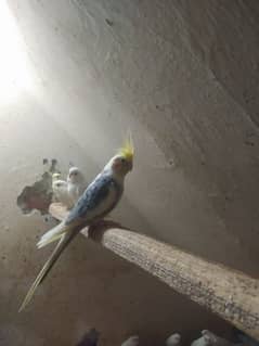 cockatiel