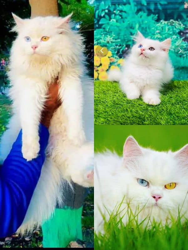 Persian cat and kitten 6