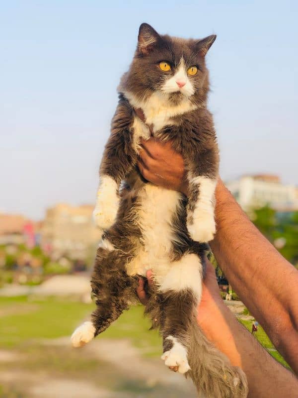 Persian cat and kitten 19