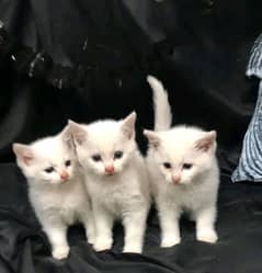 Persian kittens