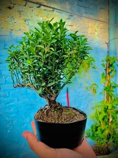 bonsai plant available