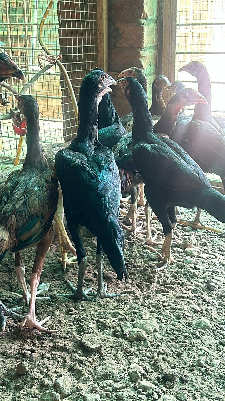 Shamo, Thai,Orpington ,Blue lace Wyandotte , Ayam Cemani Chicks 3