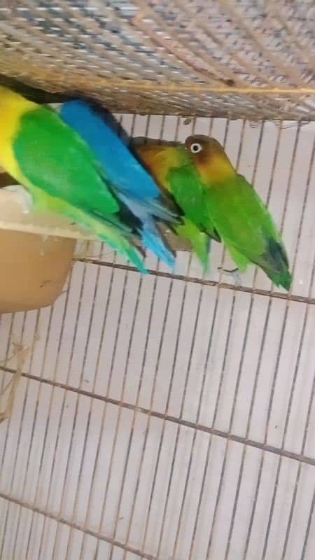 love birds breeder pair 0