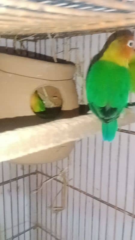 love birds breeder pair 2