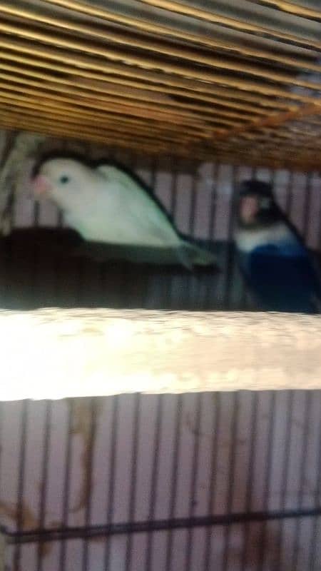 love birds breeder pair 4