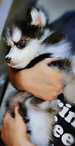 siberian husky puppies | husky Puppy | Dog | Wolly coat Puppy