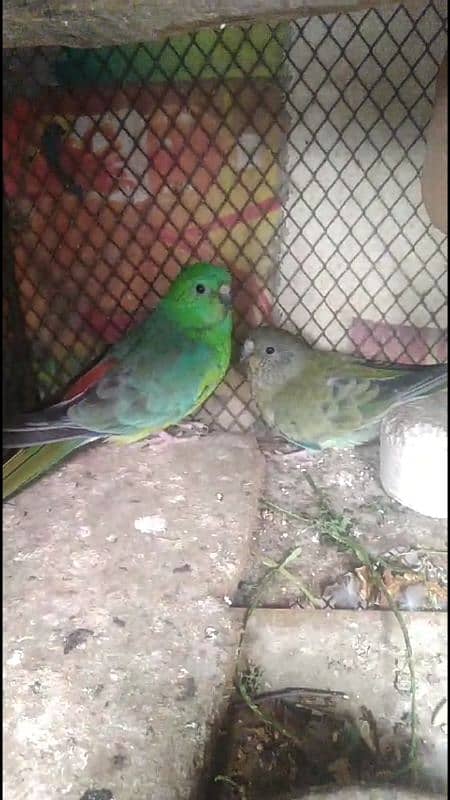 rum parrot pair for sale 0