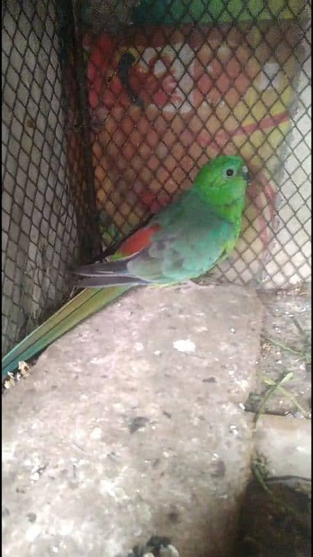 rum parrot pair for sale 1