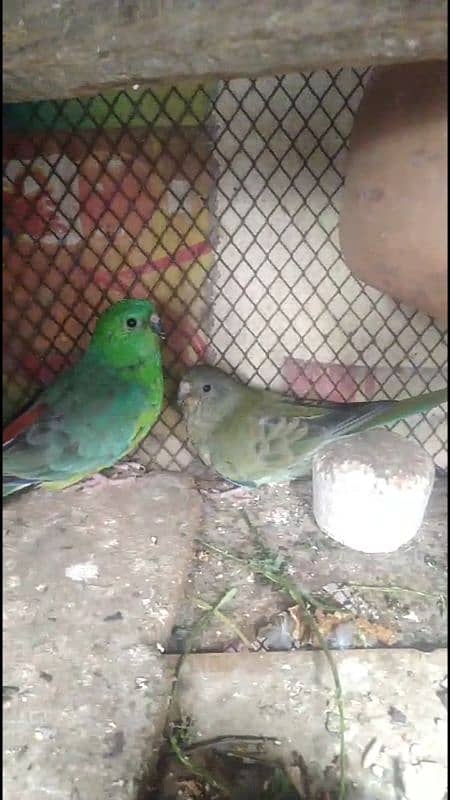 rum parrot pair for sale 2