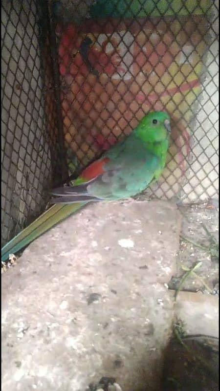 rum parrot pair for sale 3