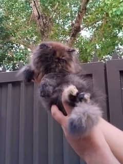 Near peke face fluffy female kitten for sale in Gujrat