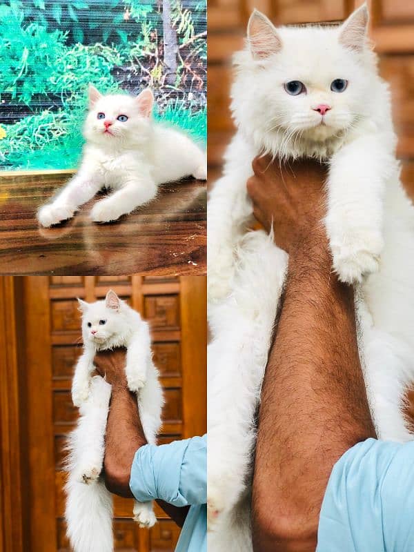 punch face triple coated Persian kittens and adult male female 5