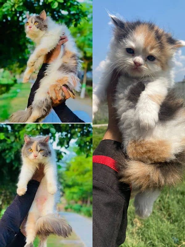 punch face triple coated Persian kittens and adult male female 6