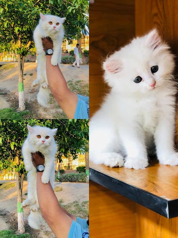 punch face triple coated Persian kittens and adult male female 11