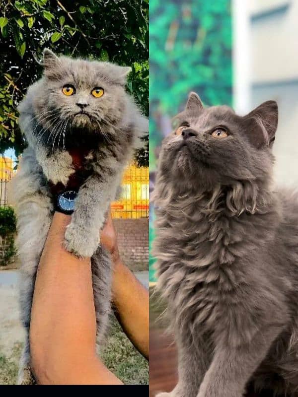 punch face triple coated Persian kittens and adult male female 12