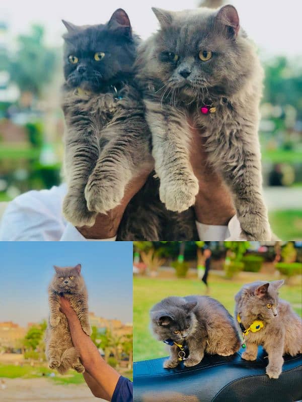 punch face triple coated Persian kittens and adult male female 16