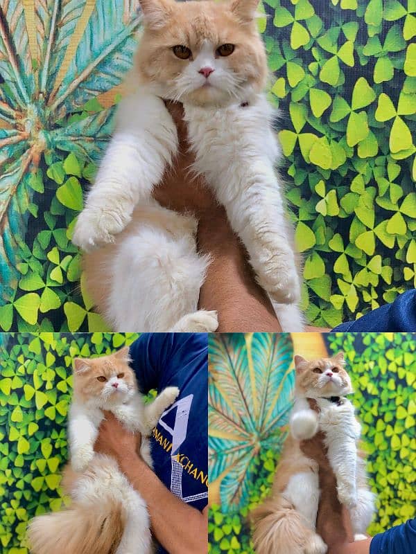 punch face triple coated Persian kittens and adult male female 18