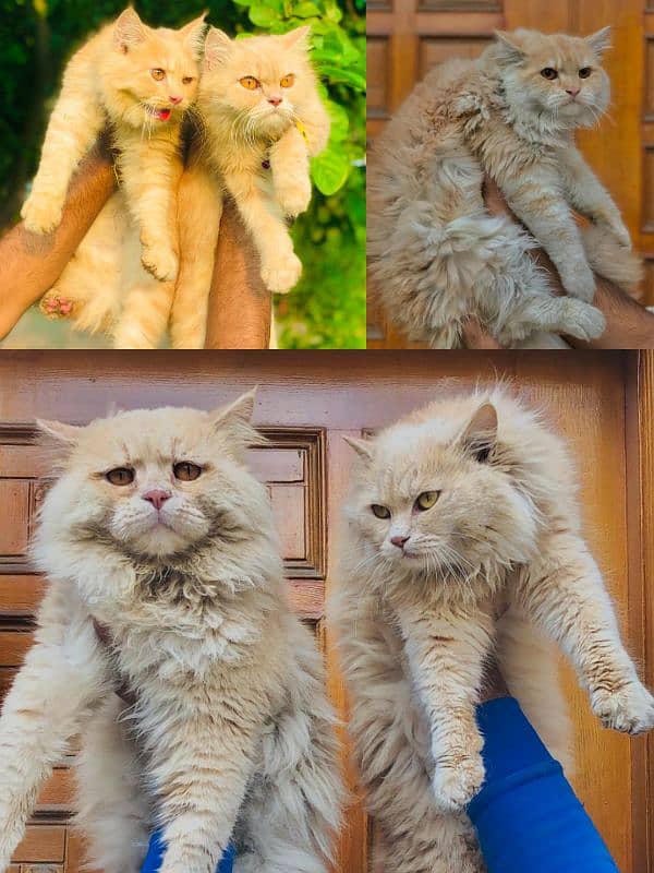 punch face triple coated Persian kittens male and female 12