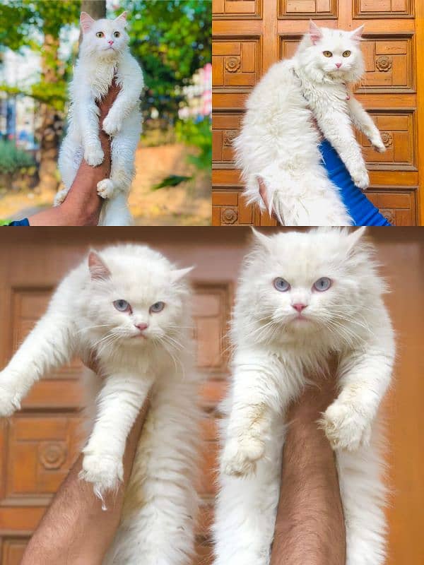 punch face triple coated Persian kittens male and female 15