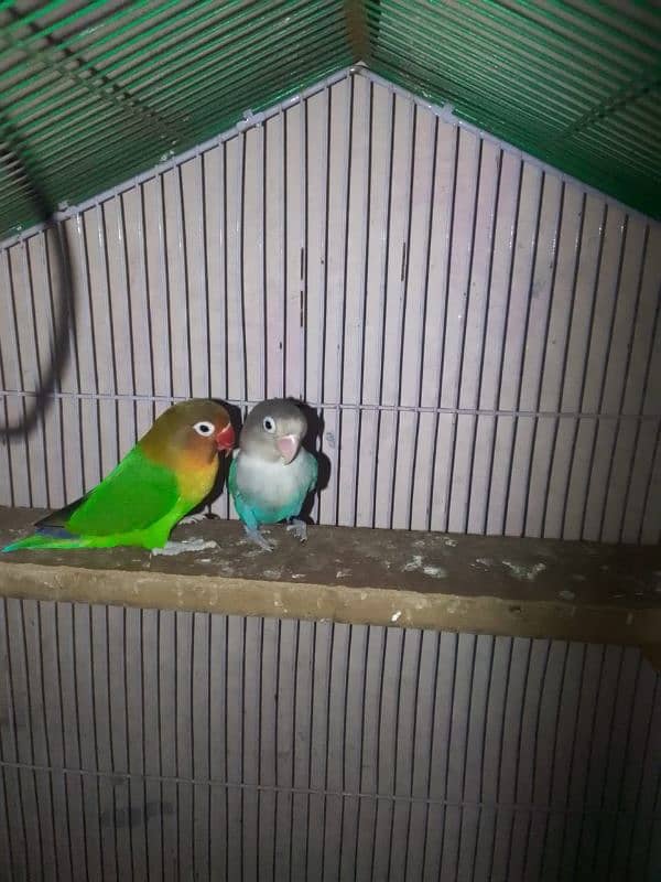 Love birds 1