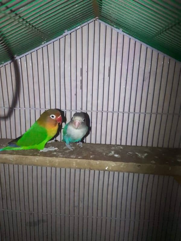 Love birds 3