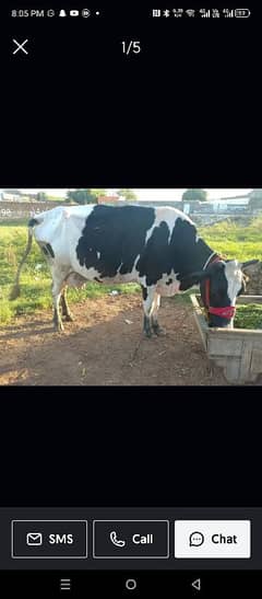 Cow australian cross with male kid doodh 10 kilo guarranty