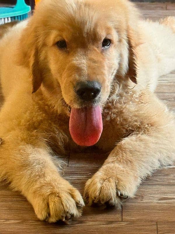 Golden retriever pedigree puppies available 2